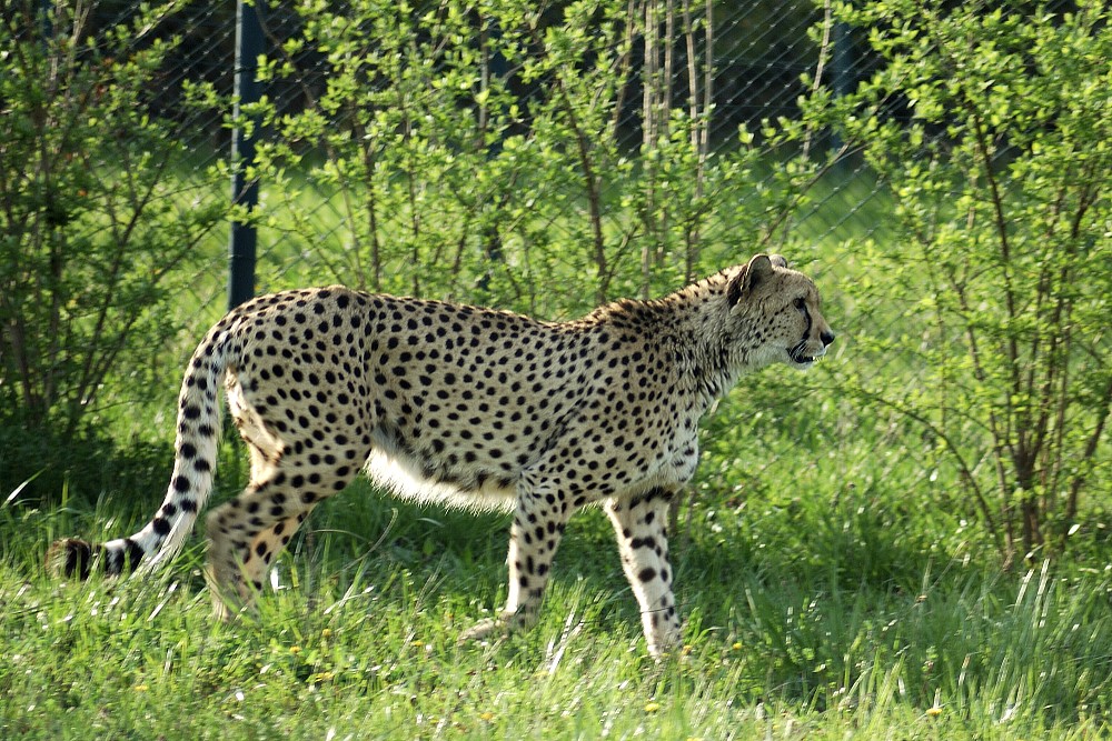 Gepard.jpg
