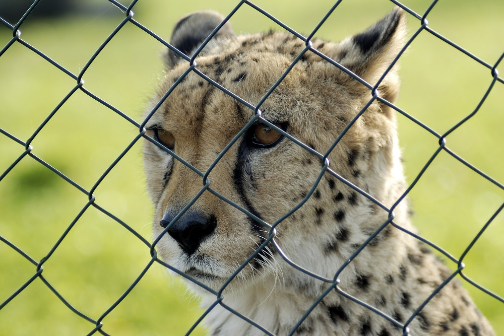 Gepard_.jpg