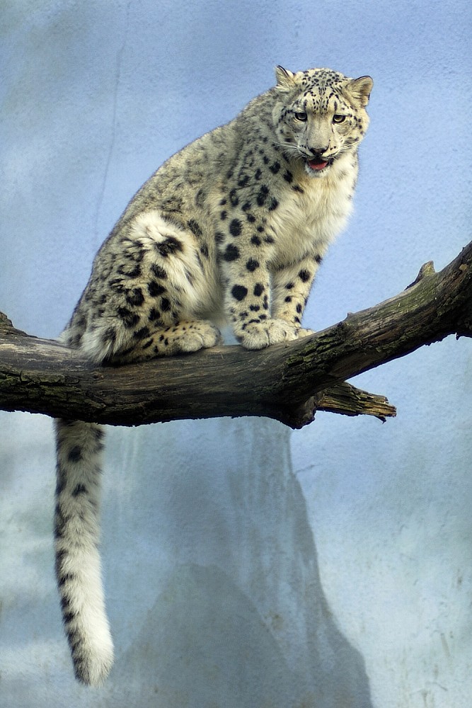 Leopard_.jpg