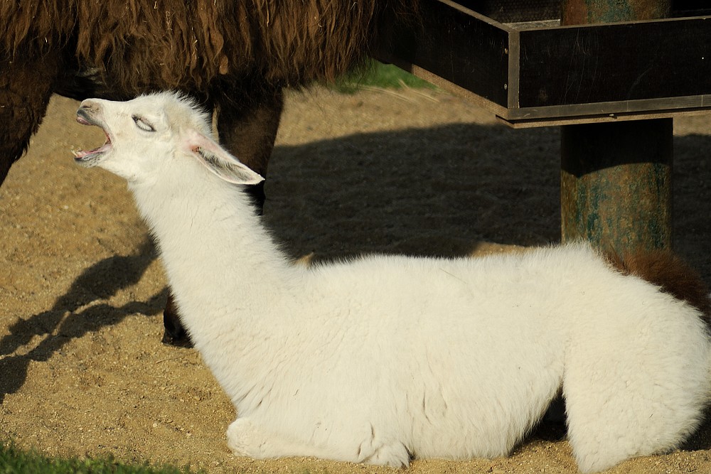 Lama.jpg