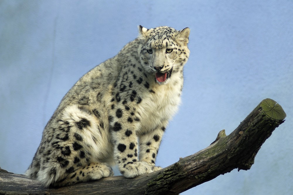 Leopard.jpg